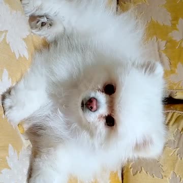 V6ZQi3oqi6VVrtoSG2e8L7