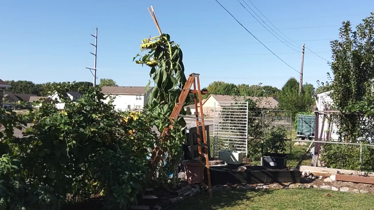 Harvesting 12 Foot Tall Sunflower 9/25/23