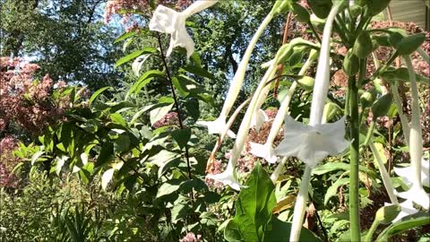 White Shooting Stars Nicotina sylvestris Sept 2022