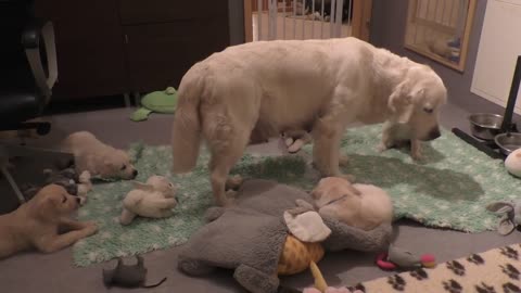 How an experienced dog mother teaches her 8 weeks old puppies to be calm.