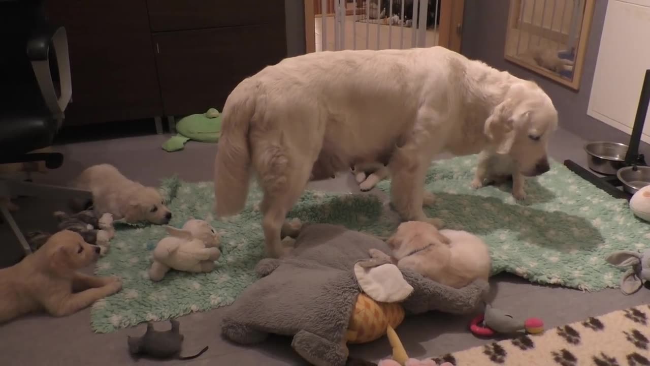 How an experienced dog mother teaches her 8 weeks old puppies to be calm.