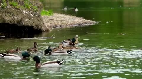 Relaxing Music | Sleeping, Meditation, Stress Relief | [5953] ⭐️