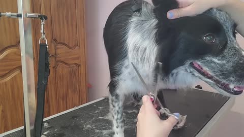 Border CollieRetriever Mix Does A Cute Trick