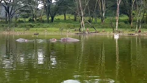 Getting chased by an angry hippo