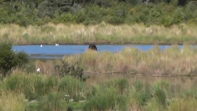 Brown Bear viewing at Brooks Falls Alaska USA (Part 3)