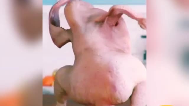 Chicken dance