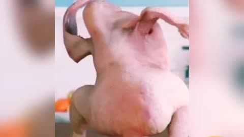 Chicken dance