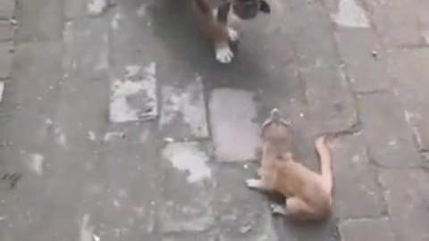 a baby dog fighting a ferret