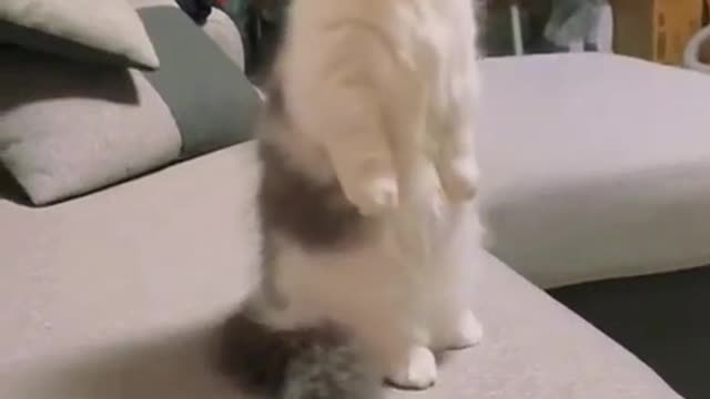 BABY CUTE CATS AND FUNNY BABY CATS VIDEO COMPILATION ZENG / FUNNY CATS