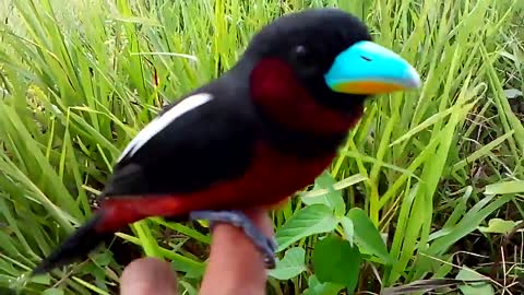 A red-headed bird that doesn't leave its owner