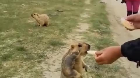 cute animals