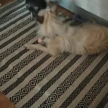 Dog play with chicken