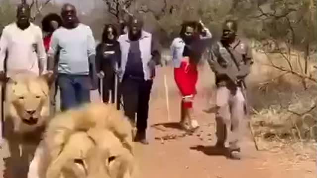 Lions take tourists on a tour of the game pack