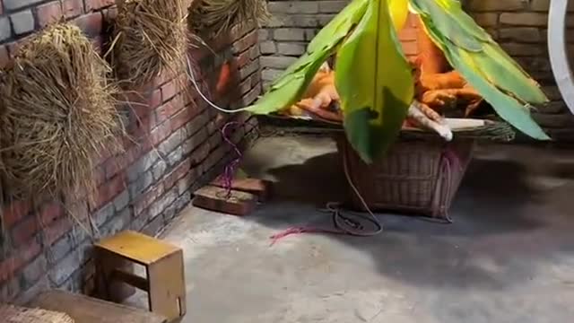 THOSE CATS' LIFE IS BETTER THAN MINE