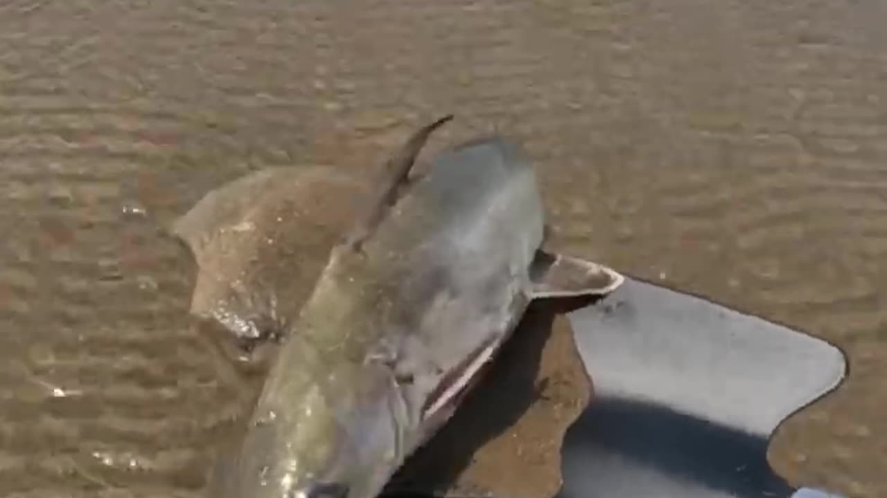 Saving a baby shark