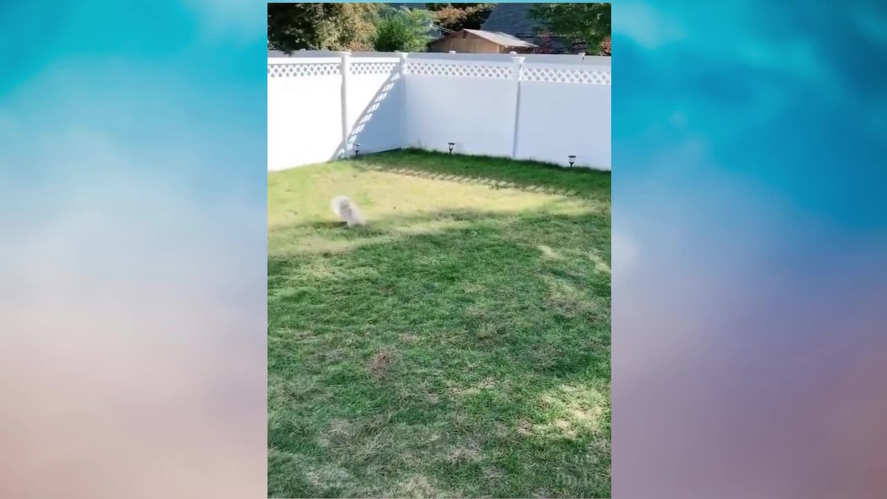 Cute and Funny Pets ⭐️ Compilation Video 😹 Funniest Animal Moments HILARIOUS