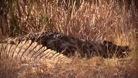 berburu buaya terbesar di afrika