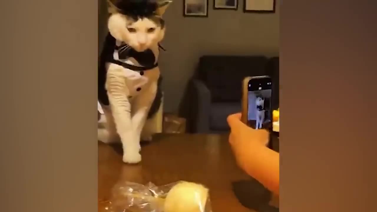 One hour of fur ball madness
