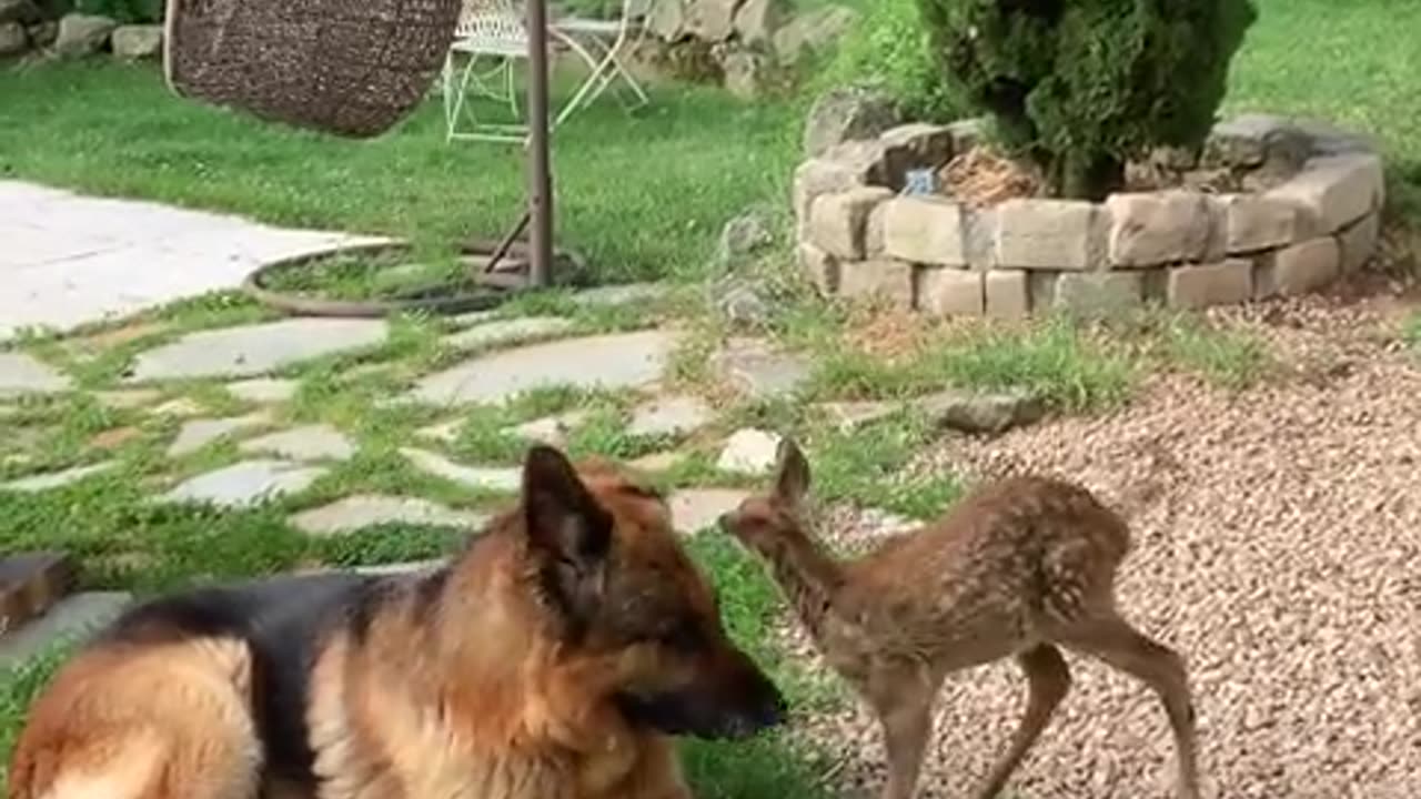 Two Gentle Dogs Watch Over a Rescued Fawn