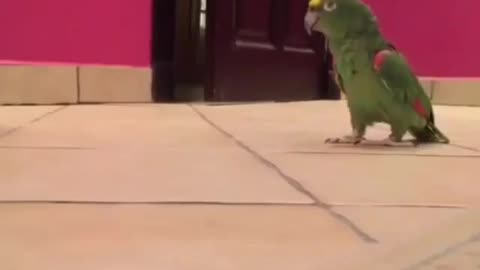 The parrot laughs