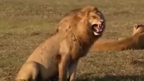 Funny Lion in savana