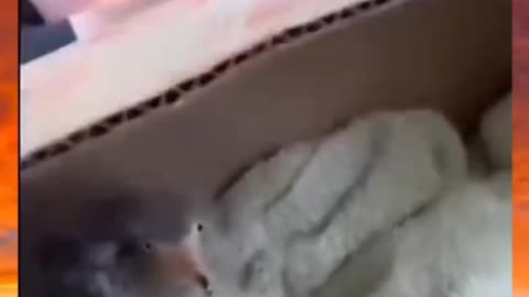 Funny hungry birdie