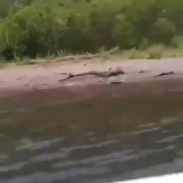 A bear chased Ukrianian soldiers trying to cross a river