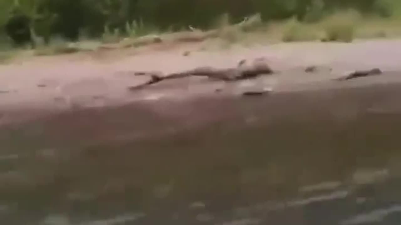 A bear chased Ukrianian soldiers trying to cross a river