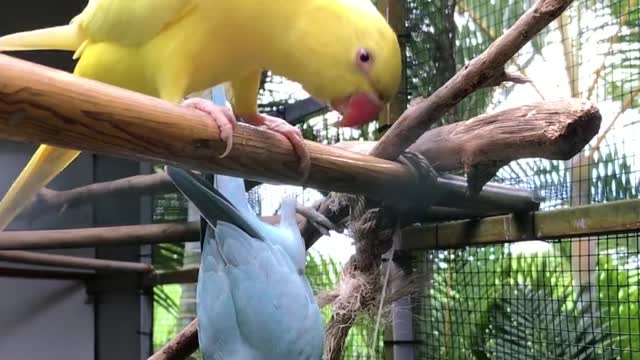 Two colourfull birds eating a The leaves of the tree