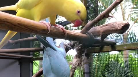 Two colourfull birds eating a The leaves of the tree