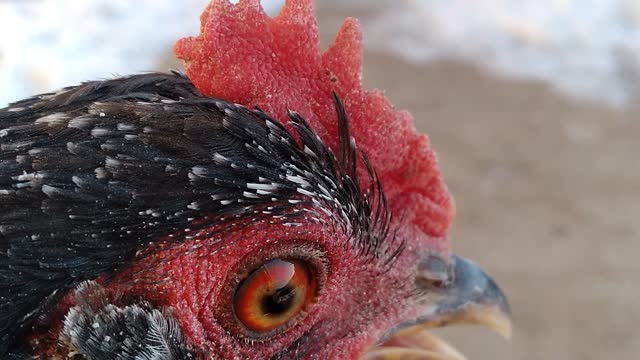 Крик о свободе