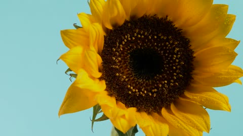 Sunflower, close up