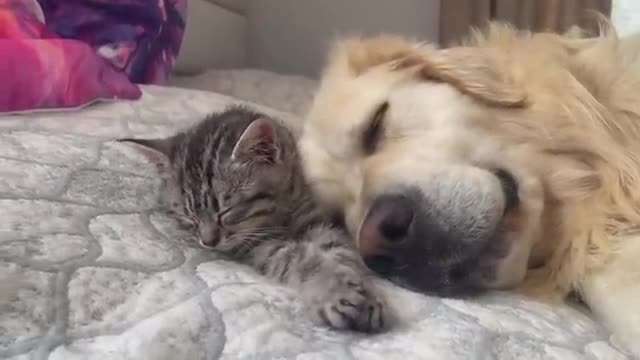 Golden Retriever and Baby Kitten fall asleep together for the First Time