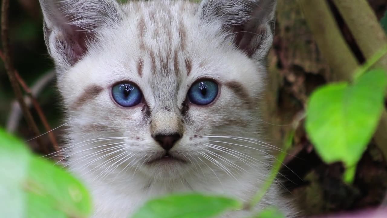 cat looks like malaysia tiger