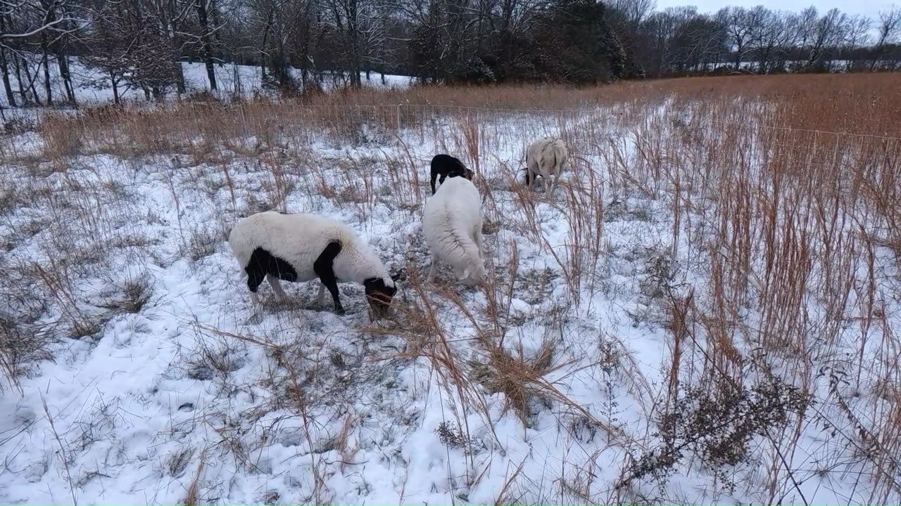 How To: Lean Graze Pastured Sheep in SNOW!