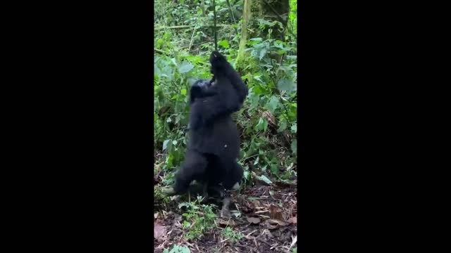 Baby gorilla has tons of funs suinging from Vine shorts