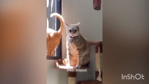 Funny cats 🐈