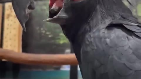 Maui the Black parrot soying Good morning