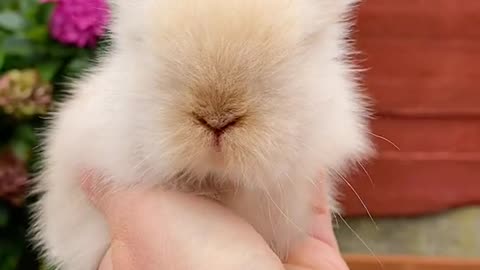 cute #cutebaby #rabbit #rabbits