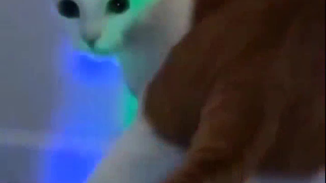 Cat dance