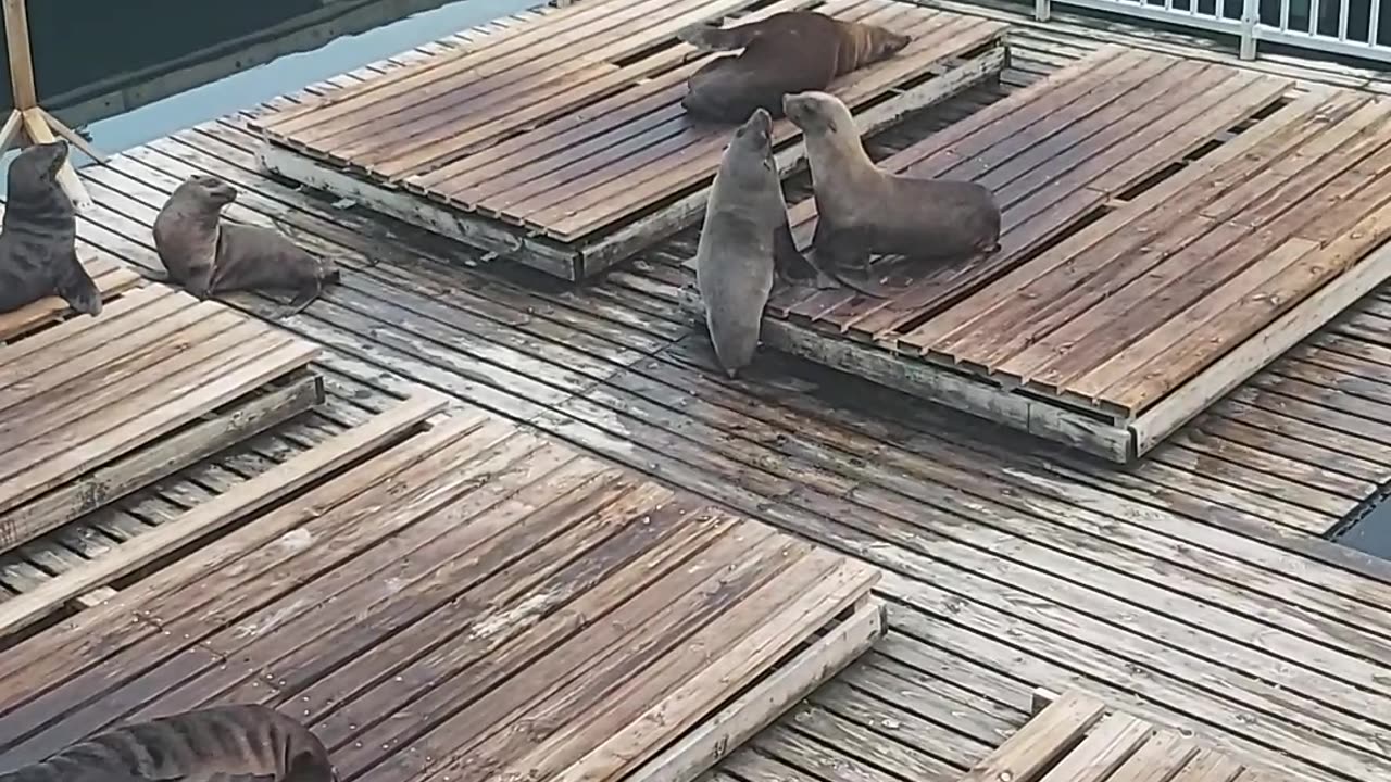 Funny seal, funny animal videos