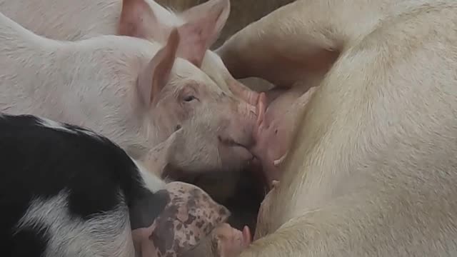 Piglets and pigs. Amazing pigs and boars
