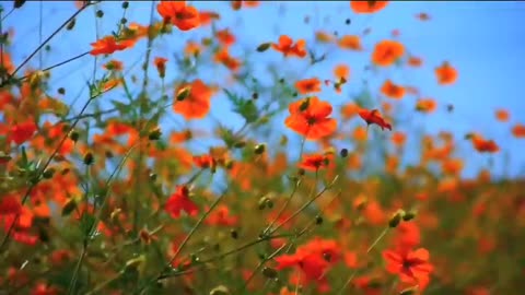 Natural view of a village greenery and flowers