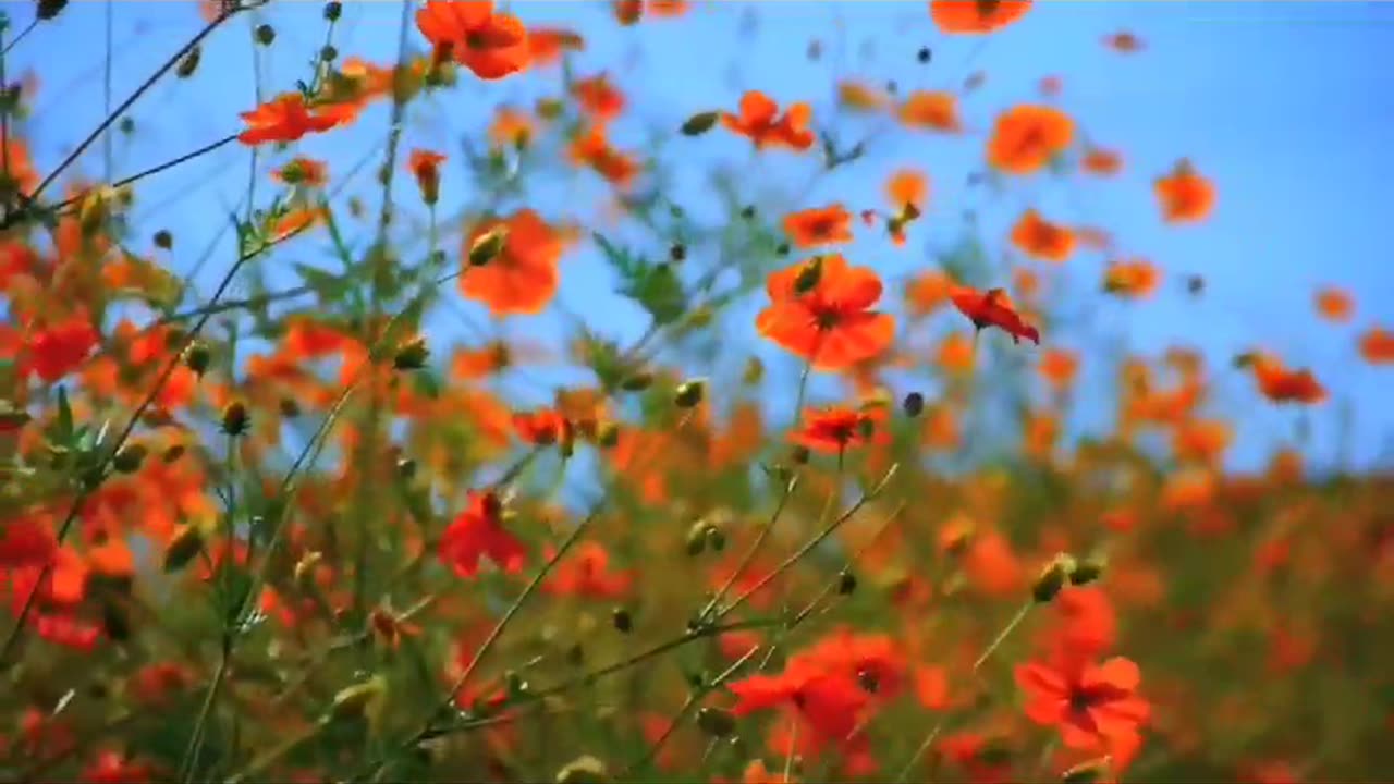 Natural view of a village greenery and flowers