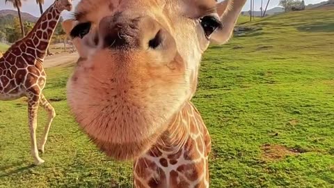 This is a lovely giraffe