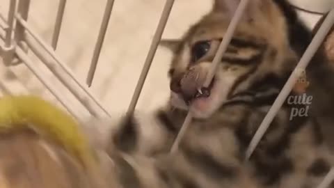 Cute cat reaction