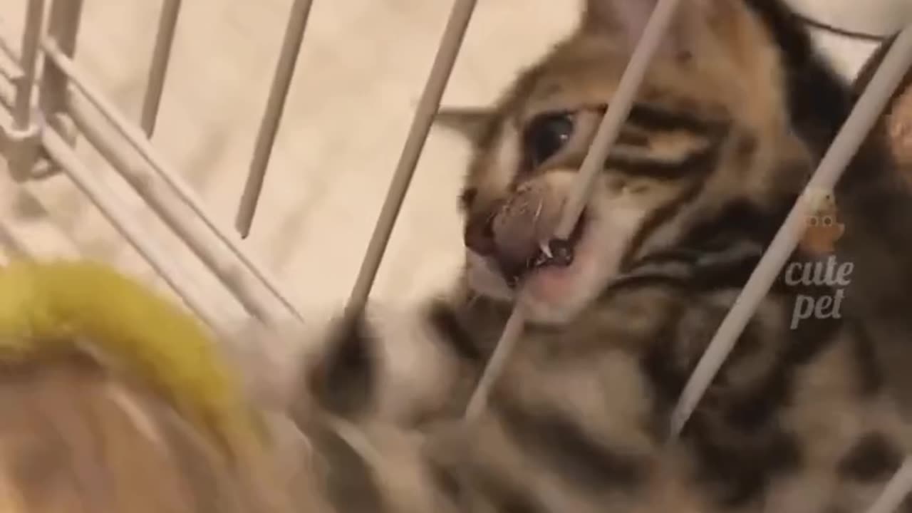 Cute cat reaction