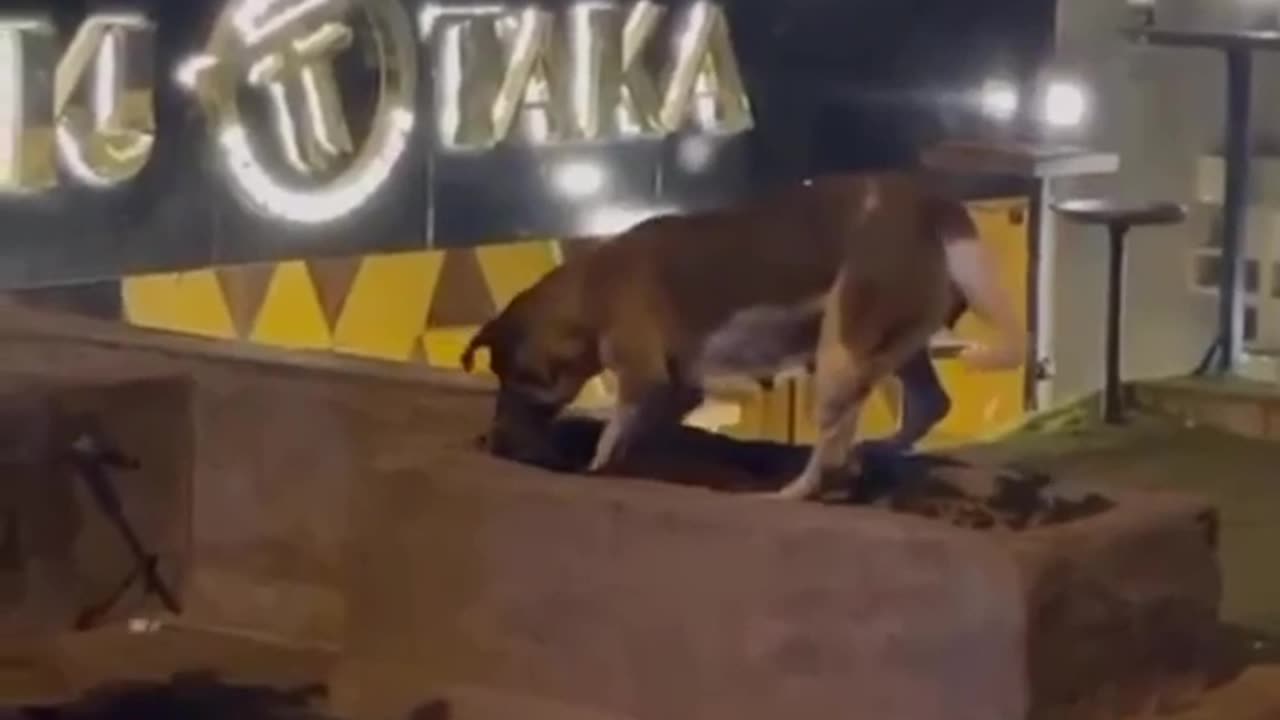 Must watch a Dogo and cato scene this will make you tears.