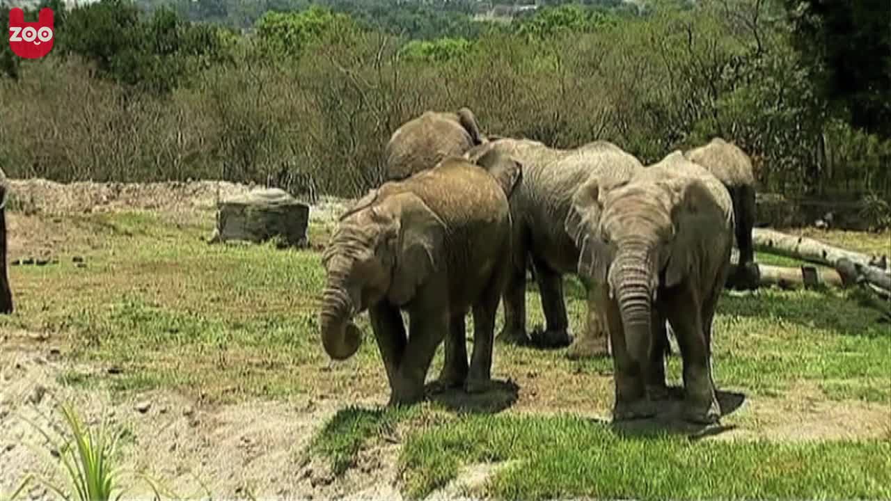 Mexican Zoo Rescues Orphaned Elephants