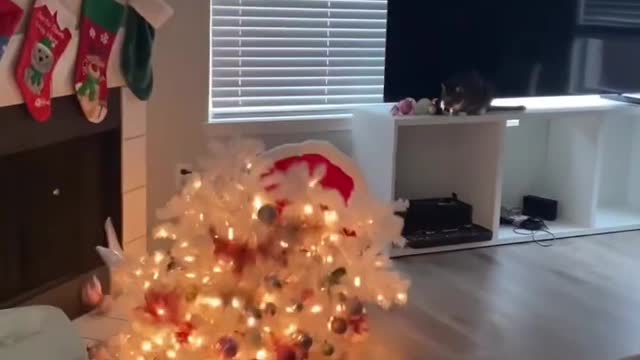 Cats VS Chrismas tree 🎄